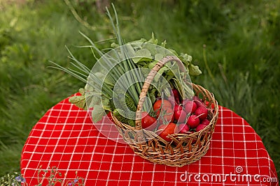 Vegetables from garden. Fresh Bio Vegetable in a Basket. Over Nature Background. Stock Photo