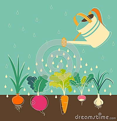 Vegetables garden watering Vector Illustration