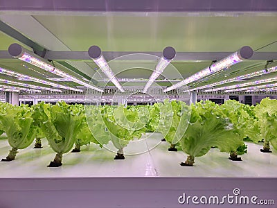 Vegetables are growing in indoor farm(vertical farm). Stock Photo