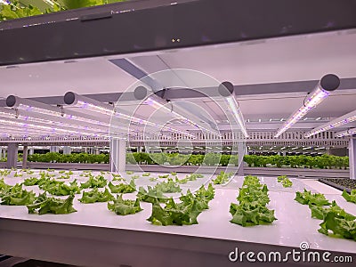 Vegetables are growing in indoor farm(vertical farm). Stock Photo