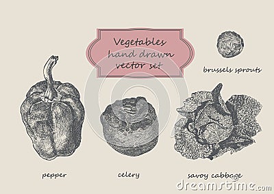 Vegetables hand drawn set. Pepper, celery, savoy cabbage. Stock Photo