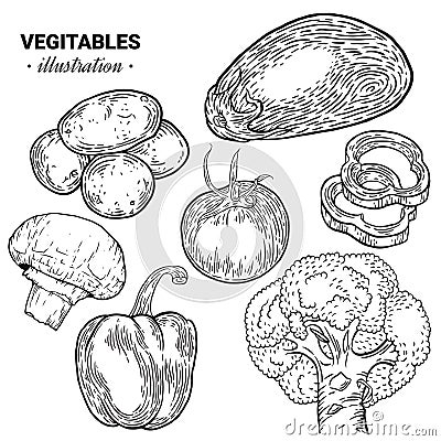 Vegetables hand drawn sketch illustration. Mushroom champ Cartoon Illustration