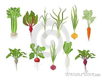 Vegetables harvest plant icon set. Vector farm plants. Popular vegetables set. Carrot beet celery garlic radishes daikon and onion Stock Photo