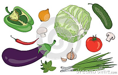 Vegetables and herbs fresh spring green organic vector collection Stock Photo