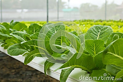 Vegetables in Hydroponic Farm Stock Photo