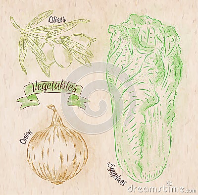 Vegetables onion, napa cabbage, olives country Vector Illustration