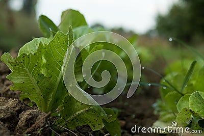 Vegetables in our farm during sunrise. Stock Photo