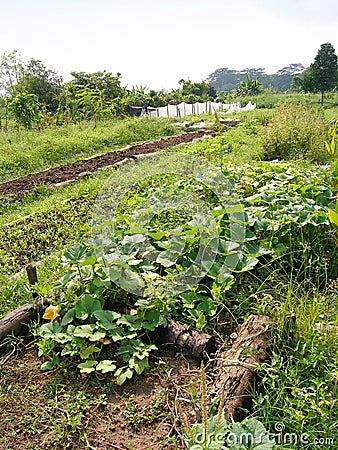 Vegetables products on organic farm Stock Photo