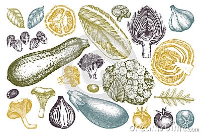 Vector collection of hand sketched vegetables. Vintage veggies and spices illustrations set. Healthy food drawings for vegetarian Cartoon Illustration