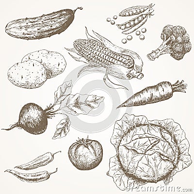 Vegetables set. Vector Illustration