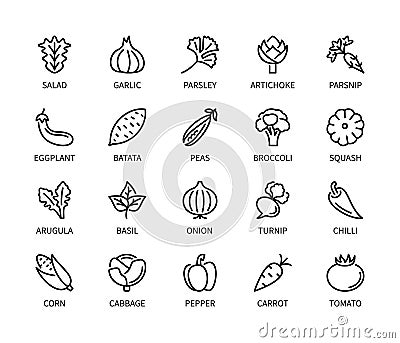 Vegetables, simple set of vector linear icons. Isolated collection of vegetables icons on white background. Vector Vector Illustration