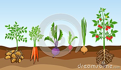 Vegetables in soil. Grow farm plants, potato, tomato, onion, radish, beetroot and carrot. Cartoon vegetable with roots Vector Illustration