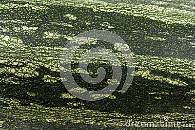 Vegetagle marrows Stock Photo