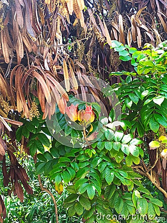 A vegetal texture with leaves, branches and flowers Stock Photo