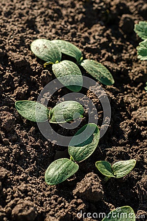 Vegetarian food growing. Small young green sprouts of pumpkin grow in cultivated soil in the vegetable garden. Stock Photo