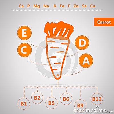 Vegetarian food. Infographic for content of vitamins and minerals in carrot. Vector Illustration