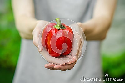 Vegetarians and fresh fruit and vegetables on the nature of the theme: human hand holding a red pepper on a background of green gr Stock Photo