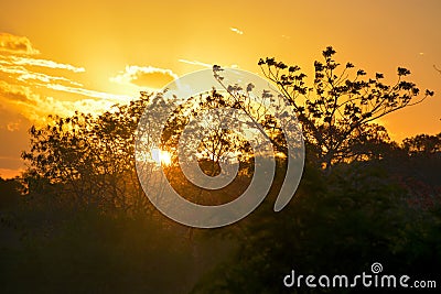 Vegetation of the Brazilian northeast semi-arid illuminated with the warm colors of the sunset Stock Photo