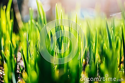 Vegetation Closeup Background Stock Photo