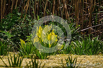 Vegetation in Danube Delta Stock Photo