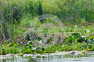 Vegetation in Danube Delta Stock Photo