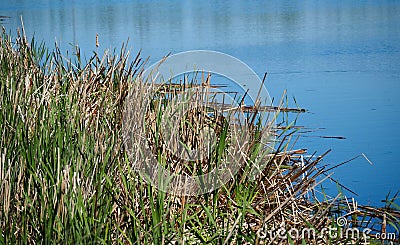 Vegetation At Edge Of Lake With Reflection Stock Photo