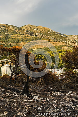 After a vegetation fire in Montenegro Stock Photo