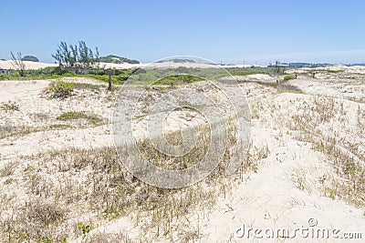 Vegetation over dunes at Itapeva Park in Torres beach Stock Photo