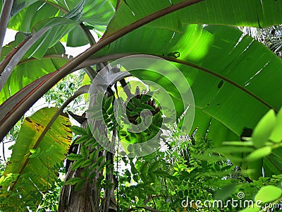 Vegetation of the tropical jungle Stock Photo