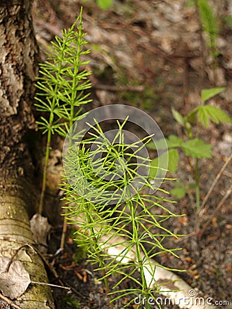 Vegetative escapes of a horsetail field (Equisetum arvense L. ) Stock Photo