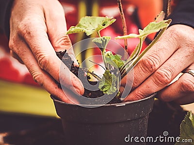 Vegetative propagation of perennials Stock Photo