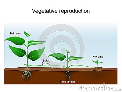 Vegetative reproduction. Plant propagation or vegetative multiplication Vector Illustration