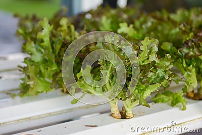 Vegettable Hydroponic for health Stock Photo