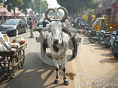 vehicles on streets of Jaipur, Rajasthan, India Editorial Stock Photo