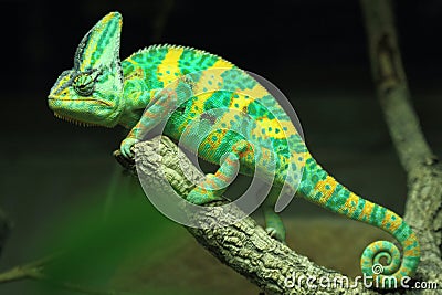 Veiled chameleon Stock Photo