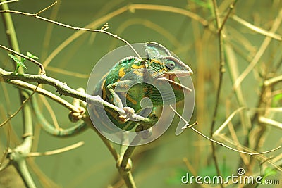 Veiled chameleon Stock Photo