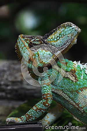 Veiled chameleon (Chamaeleo calyptratus). Stock Photo