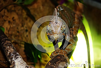 Veiled chameleon in the terrarium watches you with one eye Stock Photo