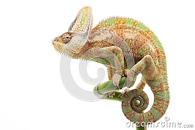 Veiled Chameleon Stock Photo