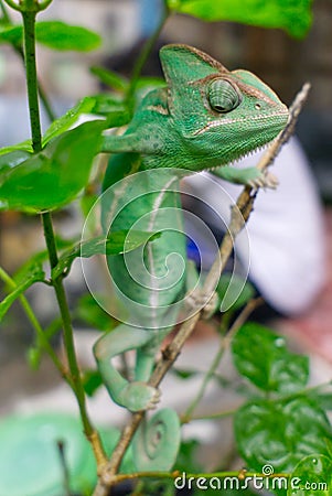 Veiled chameleon hang on tree stem Stock Photo