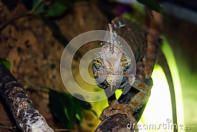 Veiled chameleon in the terrarium looks at you Stock Photo