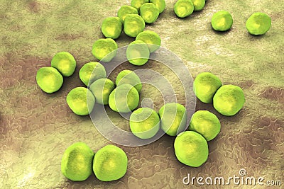 Veillonella bacteria, gram-negative anaerobic cocci Cartoon Illustration