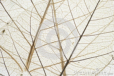 Vein of Dry Leaf Stock Photo