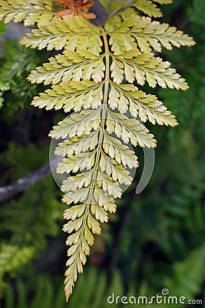 Green fern leaf in close eye Stock Photo