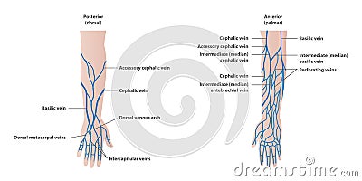 Vein plotting in the arm illustration vector on white backgroun Vector Illustration