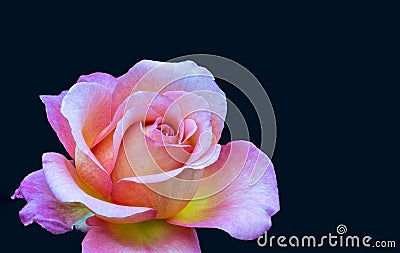 Veined bright rose macro in vintage painting style on dark blue background Stock Photo