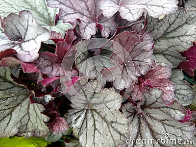 Heuchera `Indian Summer Huckleberry` Stock Photo