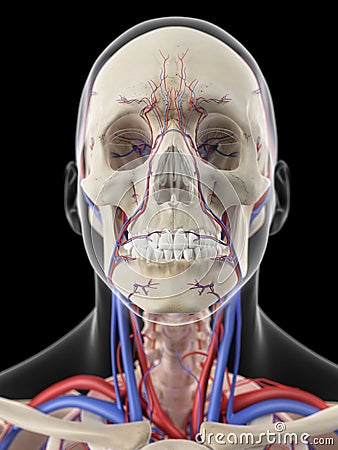 The veins and arteries of the head Cartoon Illustration