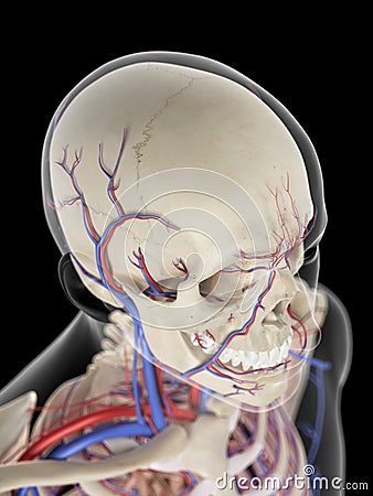 The veins and arteries of the head Cartoon Illustration