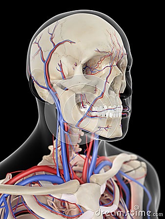 The veins and arteries of the head Cartoon Illustration